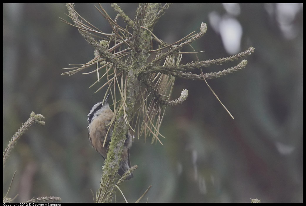 0929-124120-02.jpg - Red-breasted Nuthatch