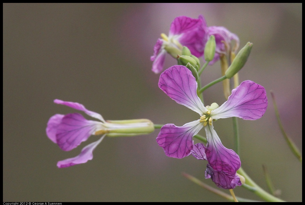 0929-124748-02.jpg - Wildflower