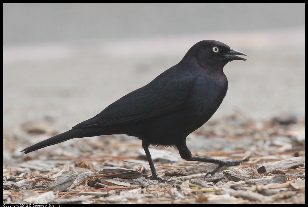 0929-125213-04.jpg - Brewer's Blackbird