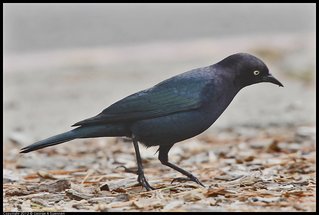 0929-125214-02.jpg - Brewer's Blackbird