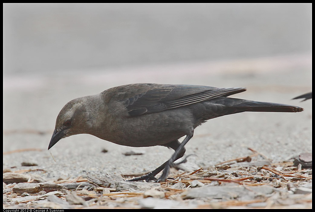 0929-125233-02.jpg - Brewer's Blackbird