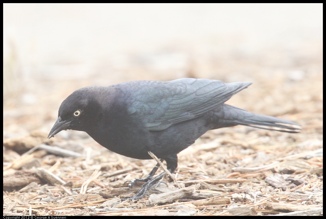 0929-125238-03.jpg - Brewer's Blackbird