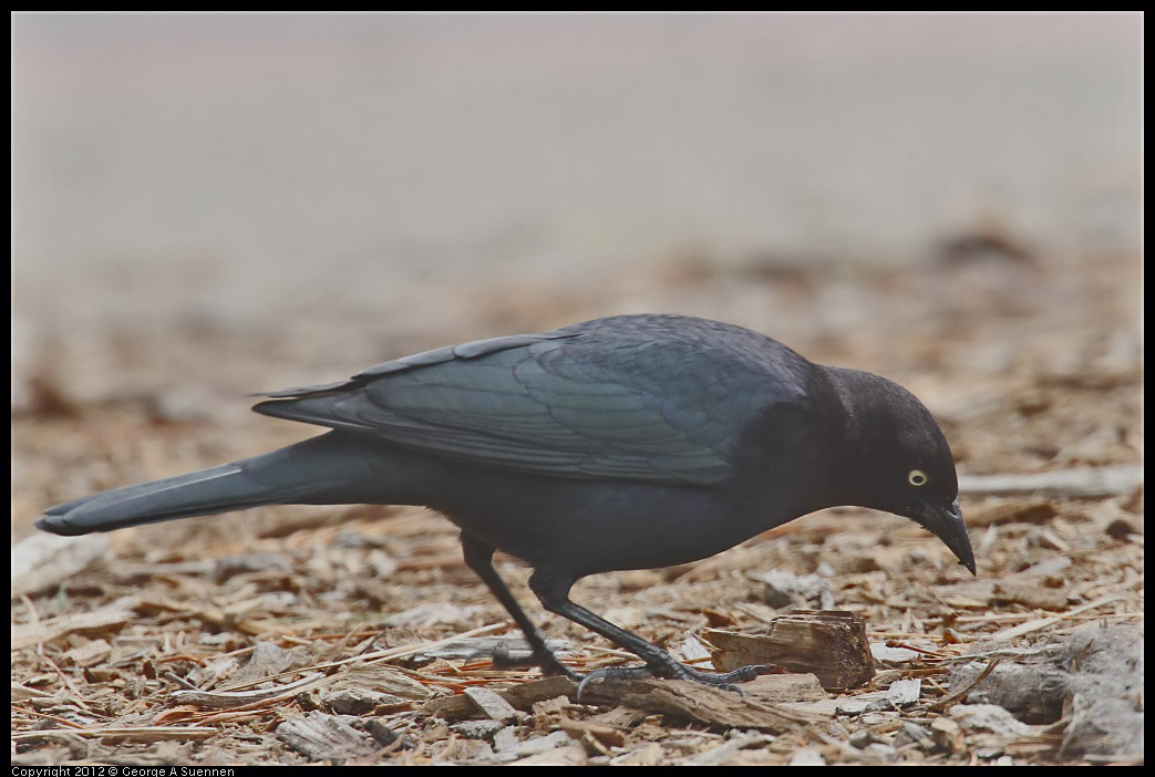 0929-125240-06.jpg - Brewer's Blackbird