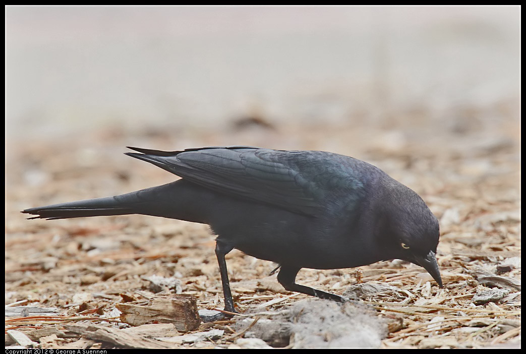 0929-125242-03.jpg - Brewer's Blackbird