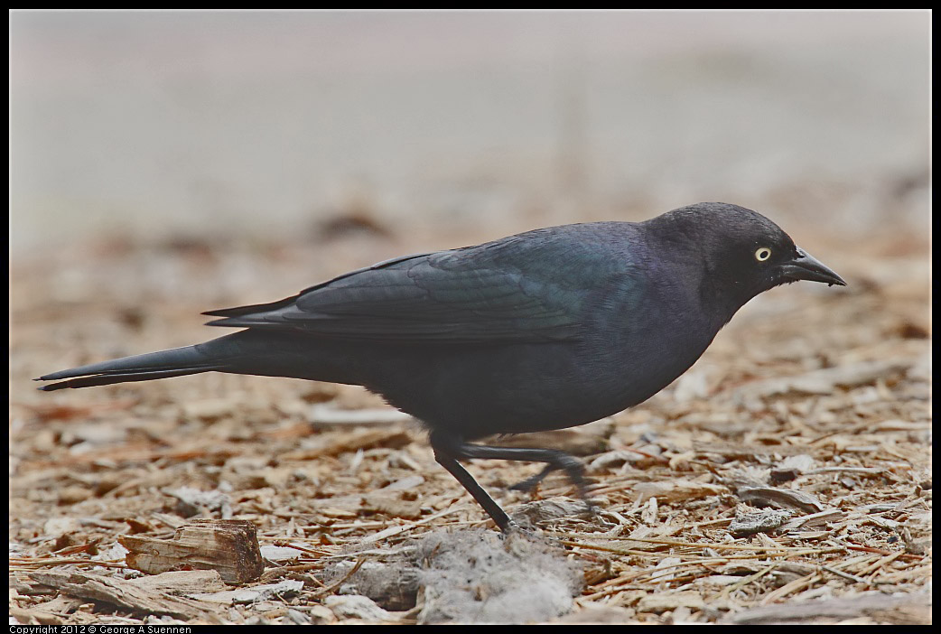 0929-125242-05.jpg - Brewer's Blackbird