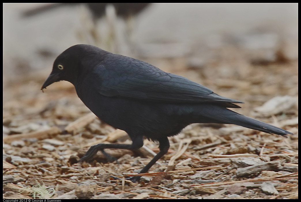 0929-125250-01.jpg - Brewer's Blackbird