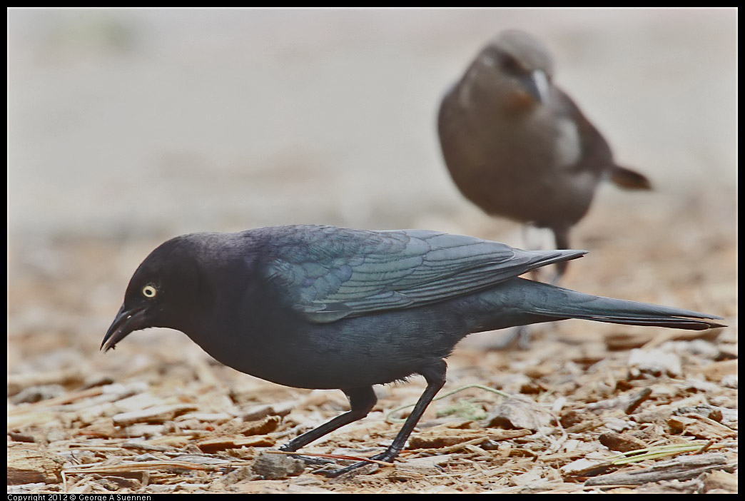 0929-125254-02.jpg - Brewer's Blackbird