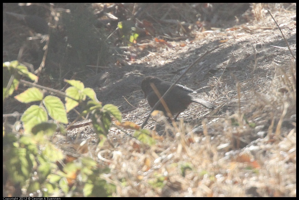 0930-085248-02.jpg - California Towhee