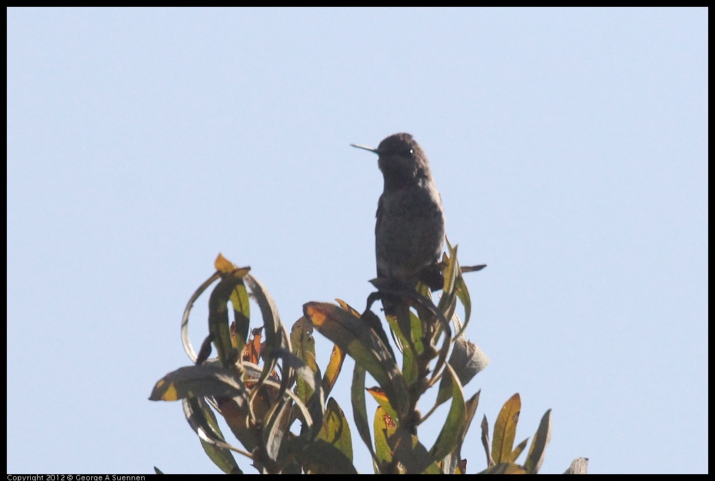 0930-085404-01.jpg - Anna's Hummingbird