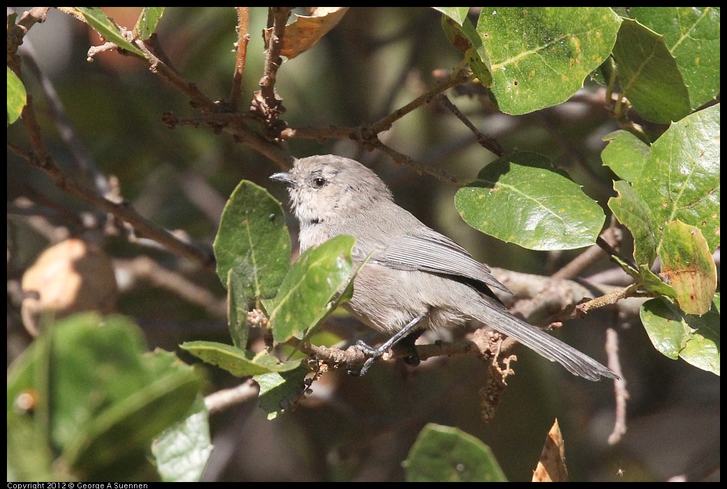 0930-085630-01.jpg - Bushtit