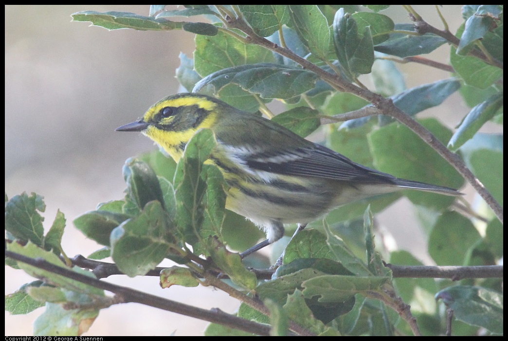 0930-085828-01.jpg - Townsend's Warbler