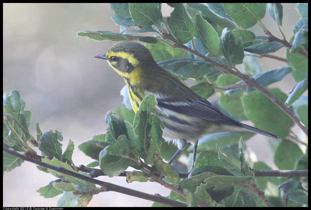 0930-085828-05.jpg - Townsend's Warbler