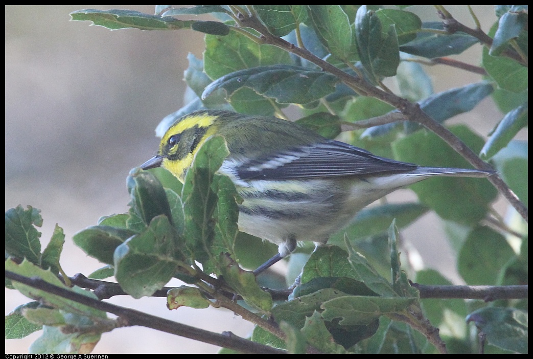 0930-085830-01.jpg - Townsend's Warbler