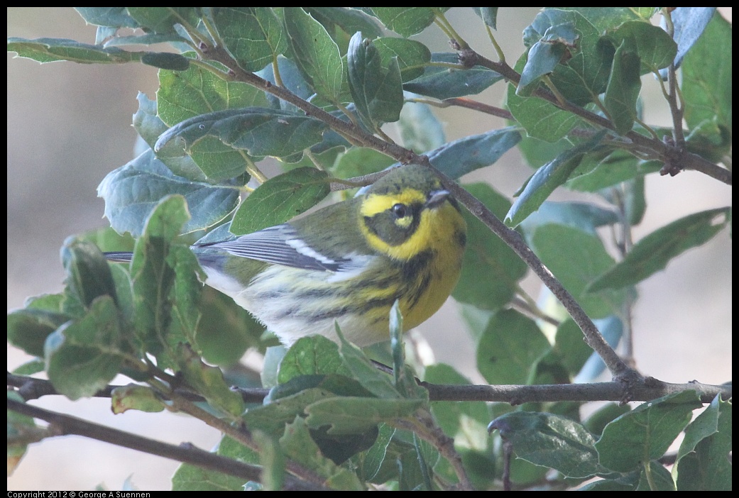 0930-085832-04.jpg - Townsend's Warbler