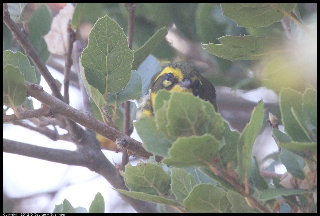 0930-085850-01.jpg - Townsend's Warbler