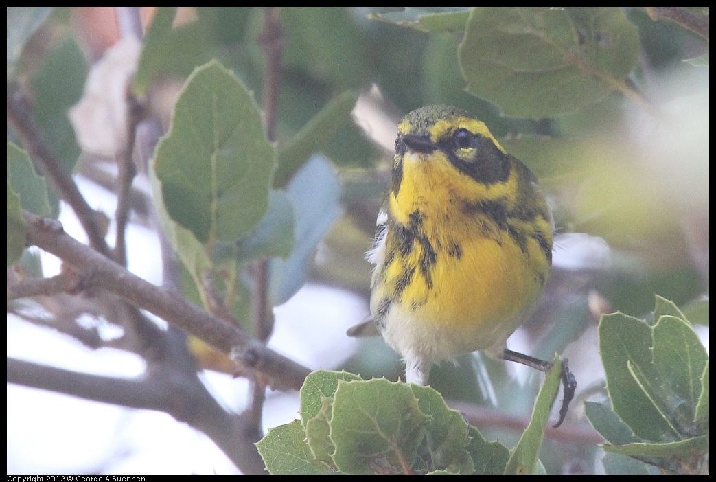 0930-085852-03.jpg - Townsend's Warbler