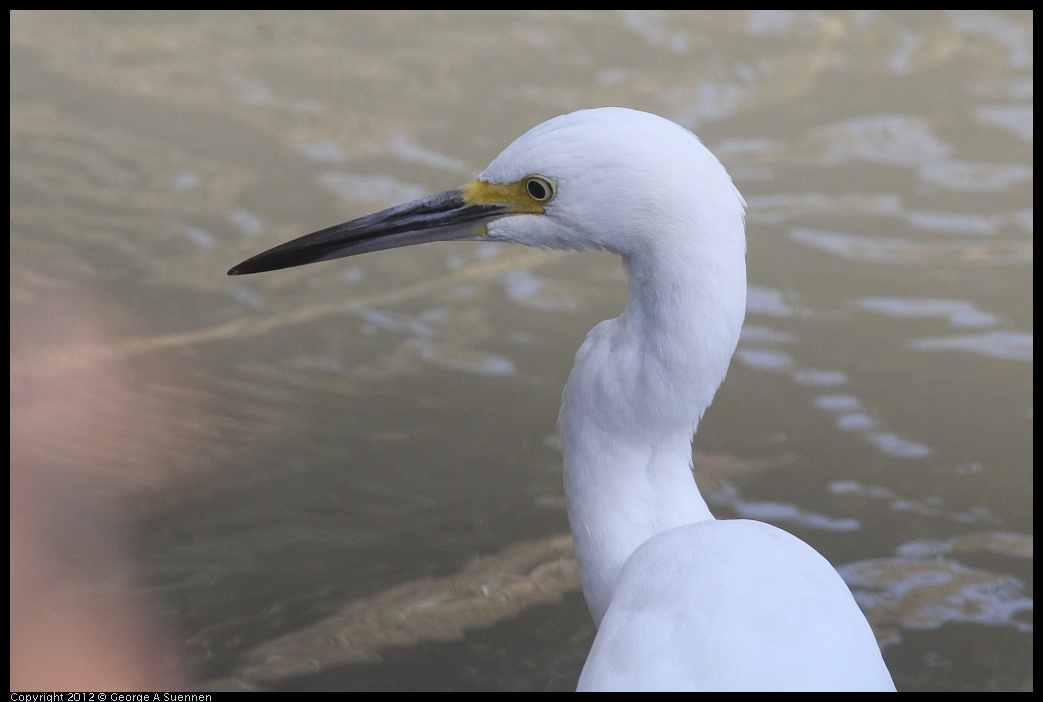 0930-092535-01.jpg - Snowy Egret