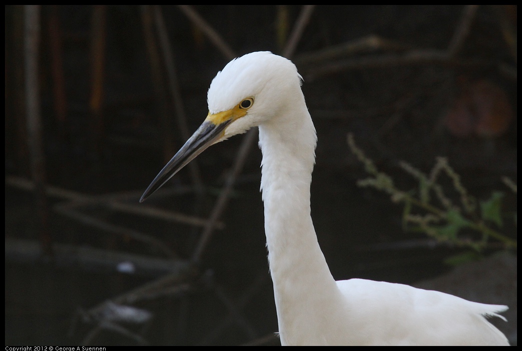 0930-093058-01.jpg - Snowy Egret