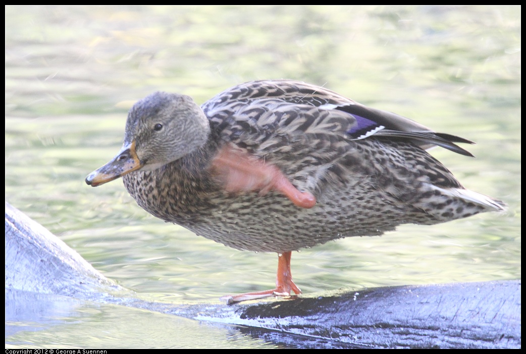 1002-075741-03.jpg - Mallard