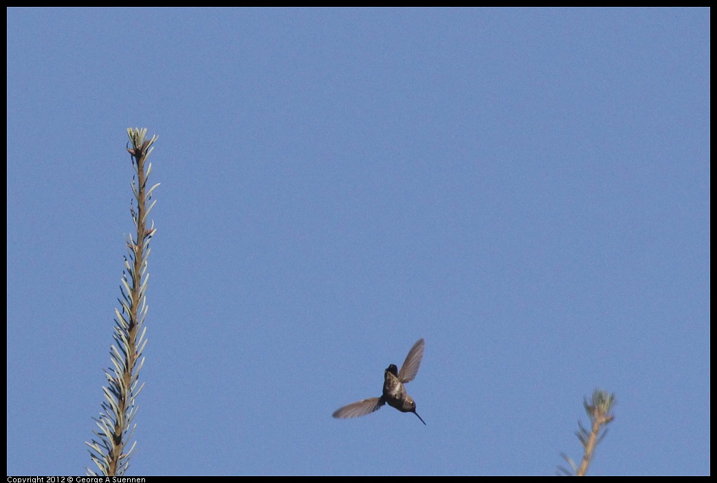 1002-080339-03.jpg - Anna's Hummingbird