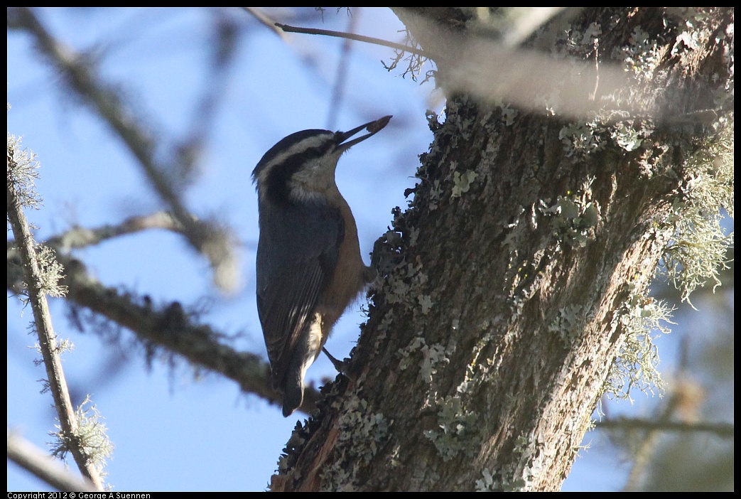 1002-080656-04.jpg - Red-breasted Nuthatch