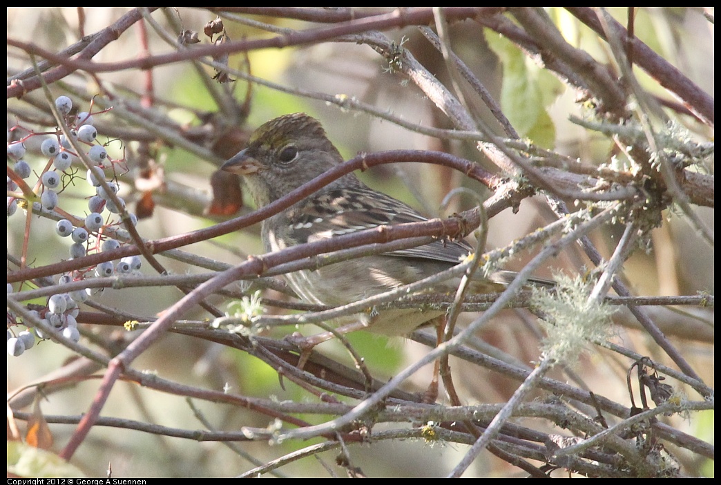 1002-080835-01.jpg - Golden-crowned Sparrow