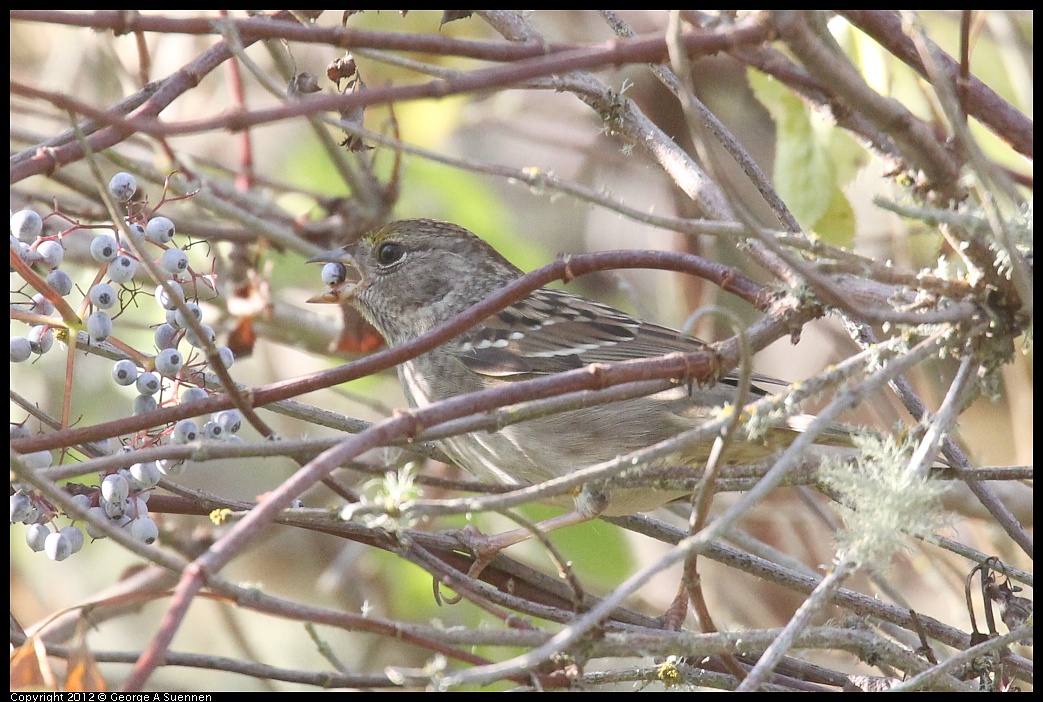 1002-080840-02.jpg - Golden-crowned Sparrow