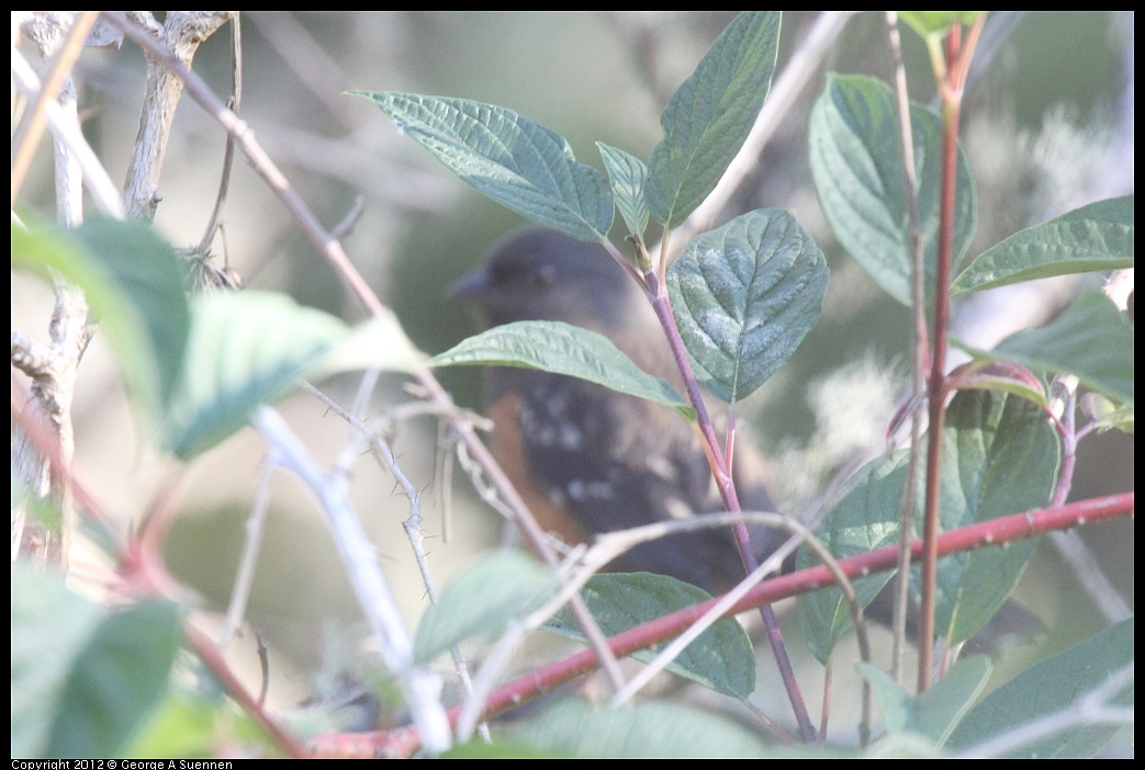 1002-083057-02.jpg - Spotted Towhee