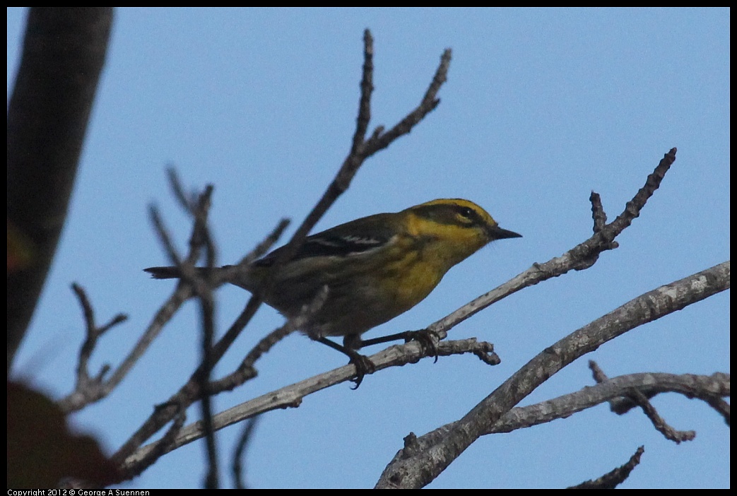 1005-083035-05.jpg - Townsend's Warbler