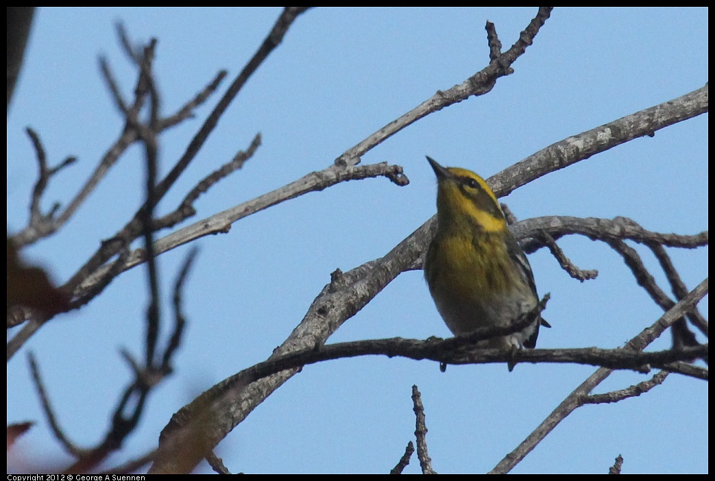 1005-083038-02.jpg - Townsend's Warbler