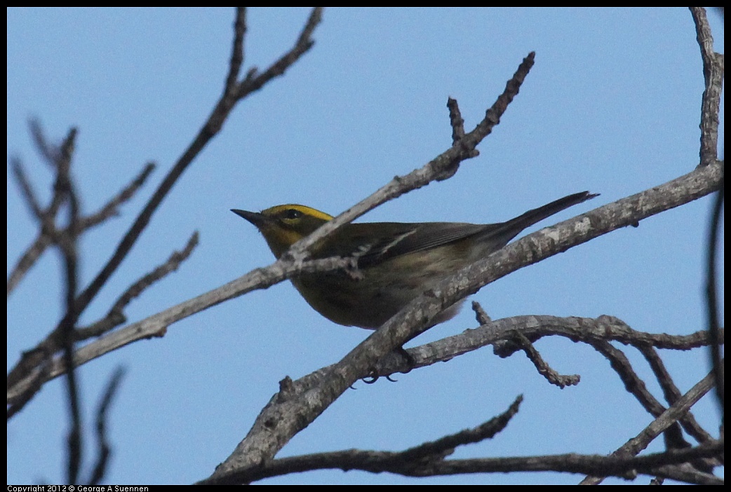 1005-083042-03.jpg - Townsend's Warbler