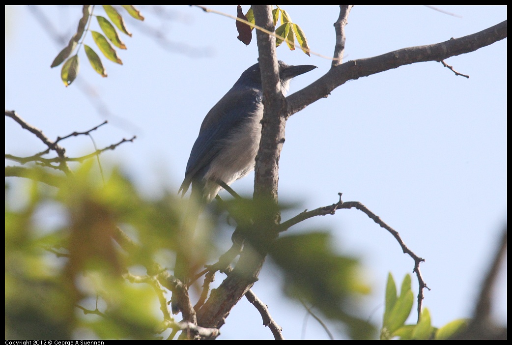 1005-083249-04.jpg - Western Scrub-Jay