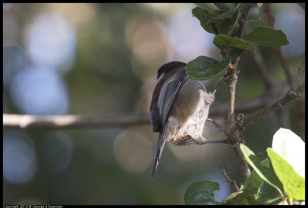 1005-084717-02.jpg - Chestnut-backed Chickadee