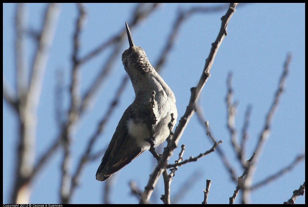 1005-084836-02.jpg - Anna's Hummingbird