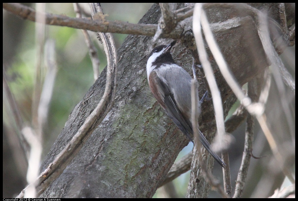 1005-085114-04.jpg - Chestnut-backed Chickadee