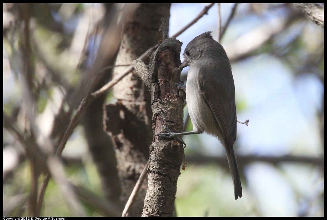 1005-085536-02.jpg - Oak Titmouse