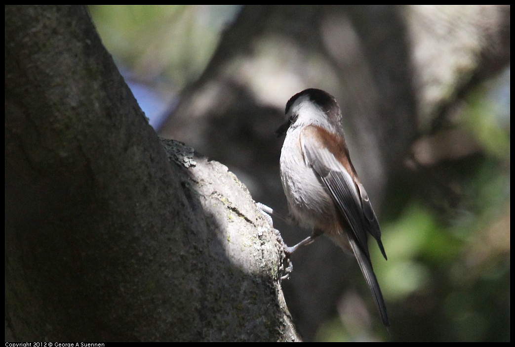 1005-085758-01.jpg - Chestnut-backed Chickadee