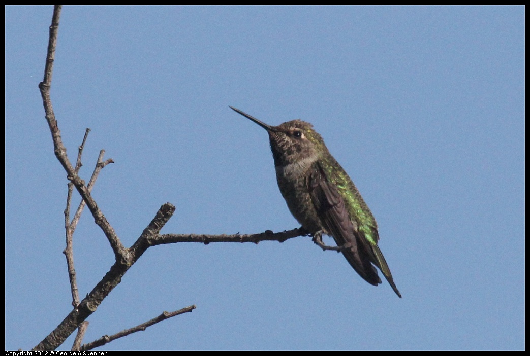 1005-090229-05.jpg - Anna's Hummingbird