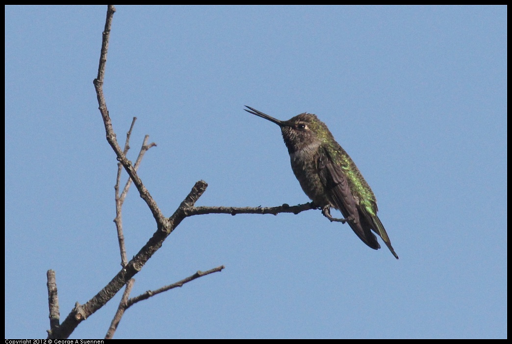 1005-090229-06.jpg - Anna's Hummingbird