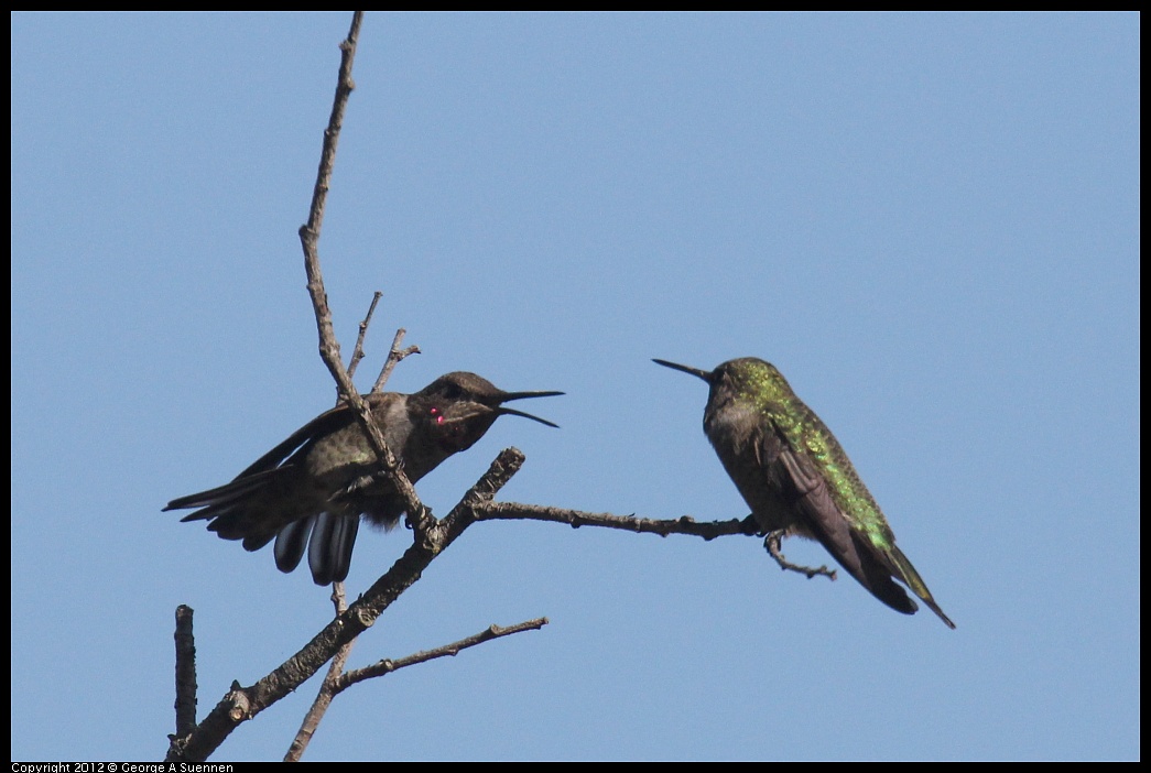 1005-090243-01.jpg - Anna's Hummingbird