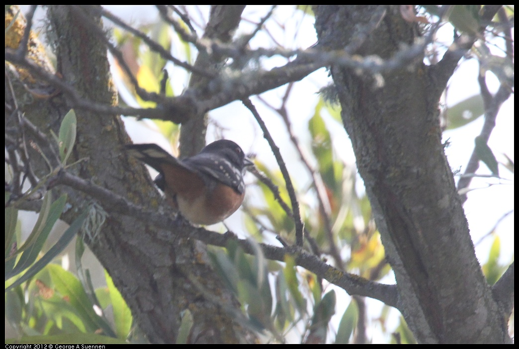 1005-090403-02.jpg - Spotted Towhee