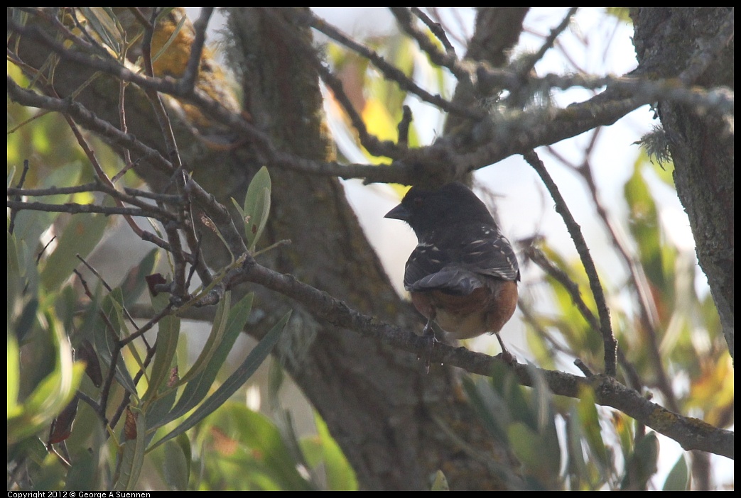 1005-090405-01.jpg - Spotted Towhee