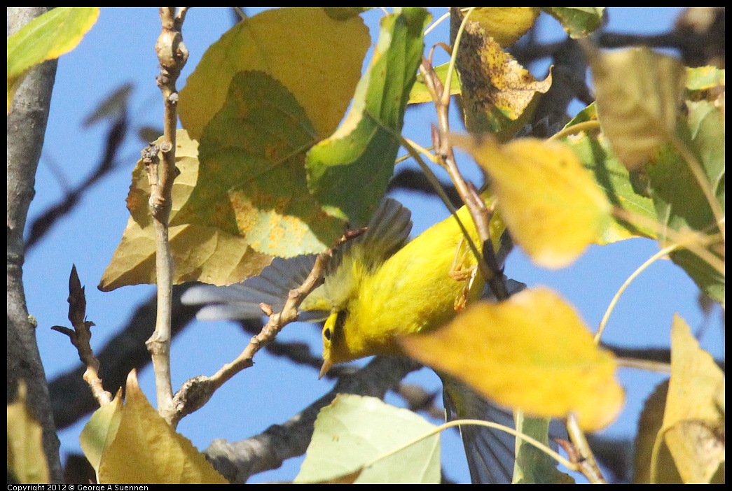 1005-091010-03.jpg - Wilson's Warbler