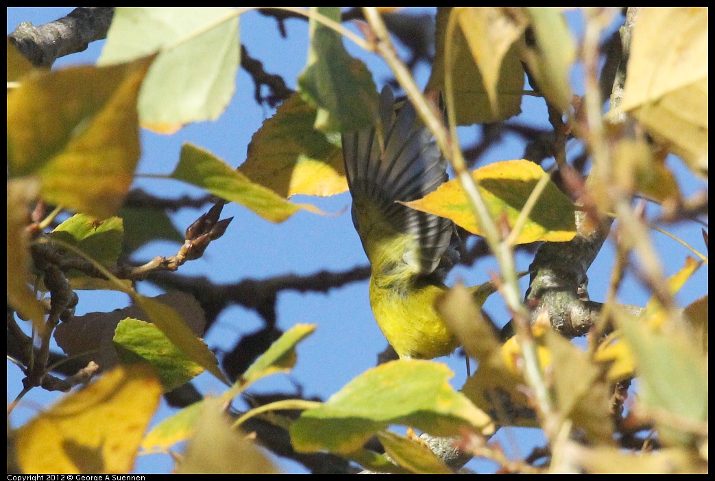 1005-091014-01.jpg - Wilson's Warbler