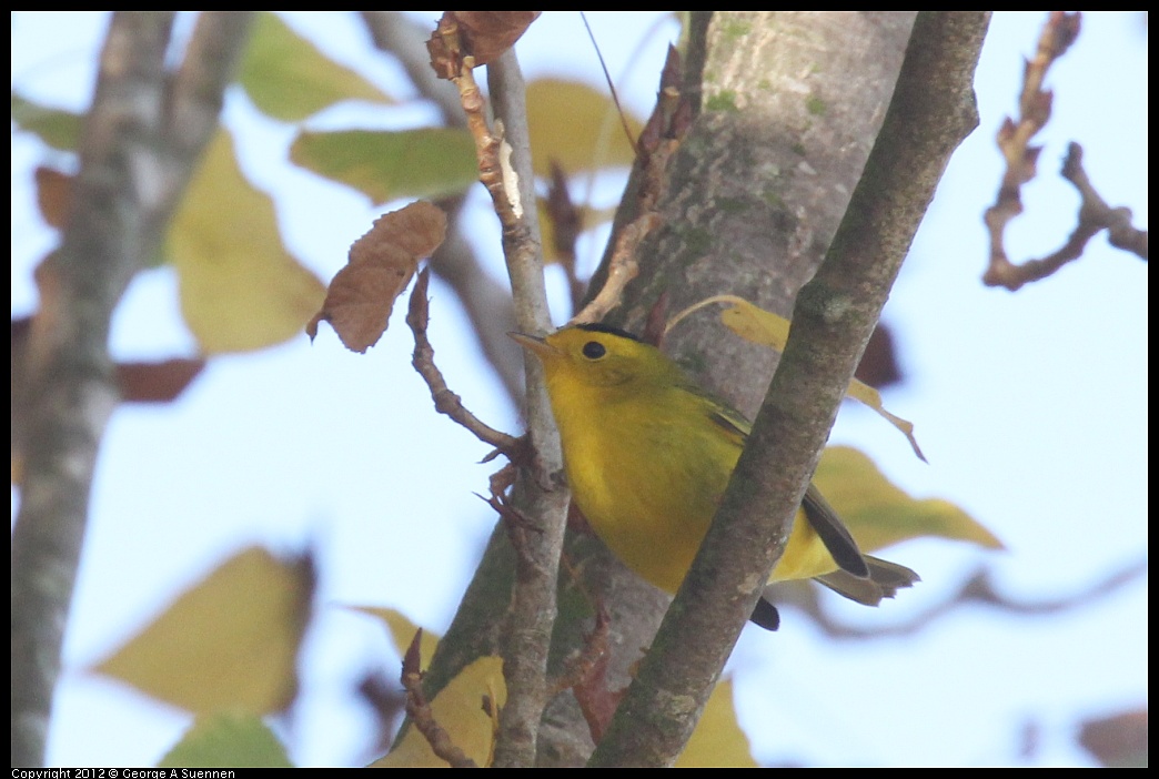 1005-091043-01.jpg - Wilson's Warbler