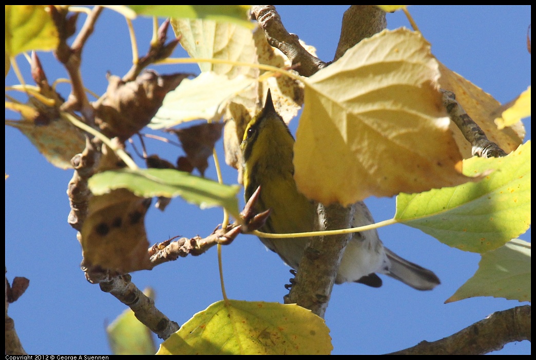 1005-091211-01.jpg - Townsend's Warbler