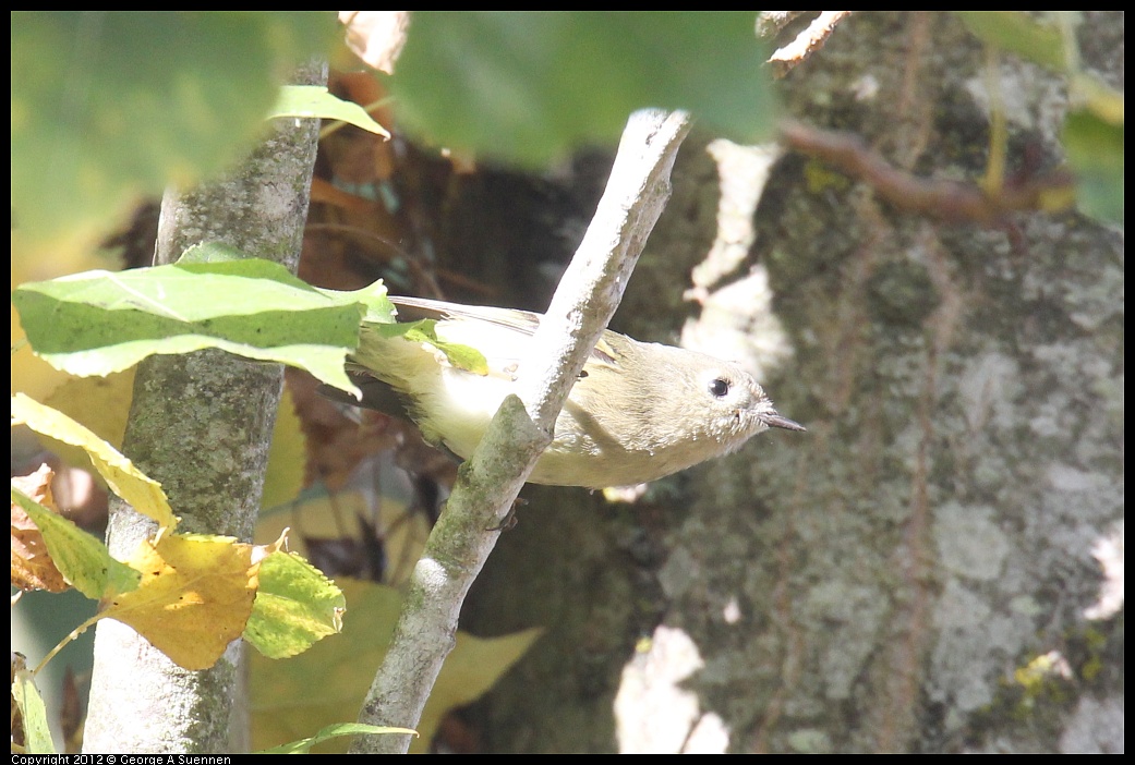 1005-091705-03.jpg - Warbling Vireo (?)