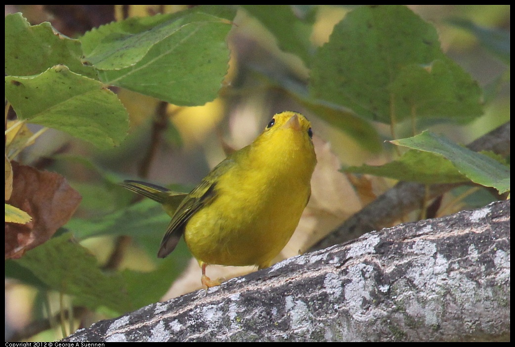 1005-091800-03.jpg - Wilson's Warbler