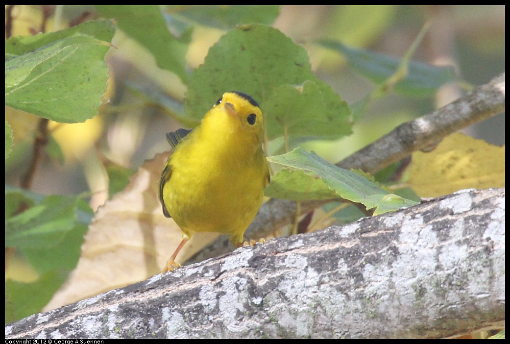 1005-091801-02.jpg - Wilson's Warbler