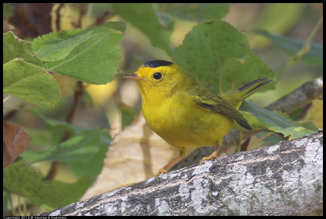 1005-091802-03.jpg - Wilson's Warbler